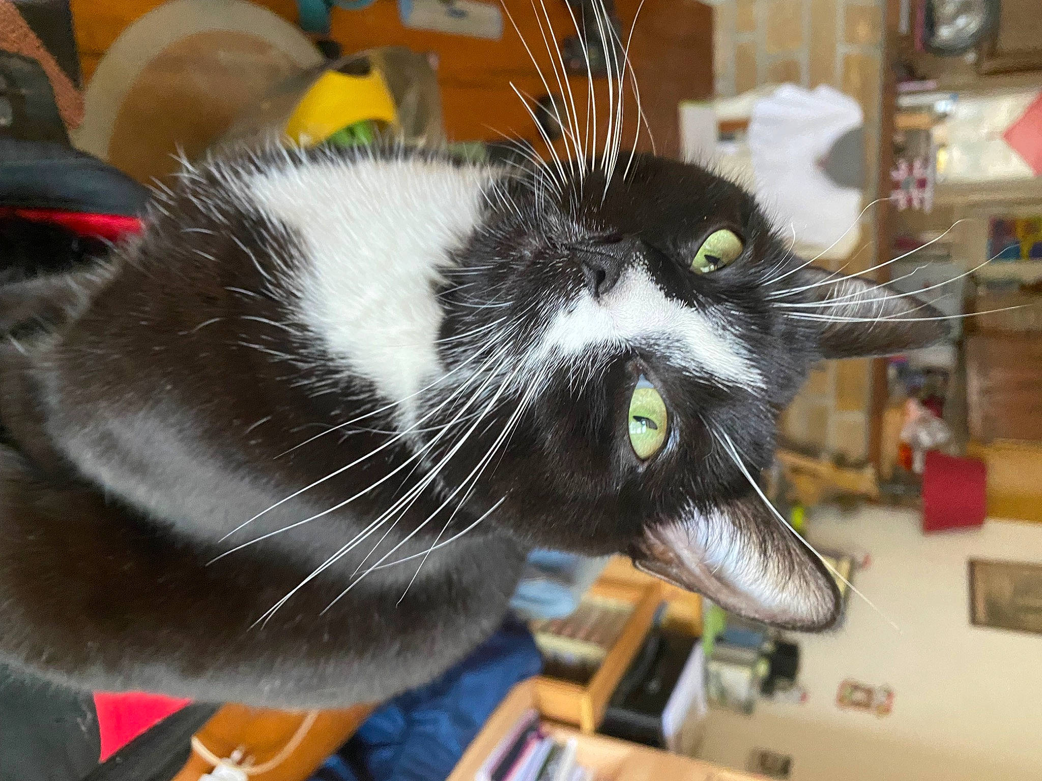 Oreo a rejoint le concours — aidez-le/la à gagner de superbes lots ! carnivore, cat, claw, desk, domestic_short_haired_cat, felidae, fur, small_to_medium_sized_cats, snout, tail, whiskers