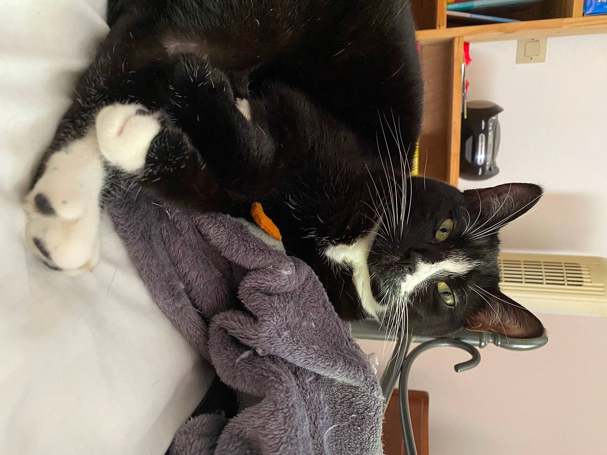 Oreo participe au concours pour gagner de l'argent avec cette photo : bag, black_cat, bombay, carnivore, cat, claw, comfort, domestic_short_haired_cat, ear, felidae, fur, gesture, hat, mammal, shelf, small_to_medium_sized_cats, snout, tail, vertebrate, whiskers