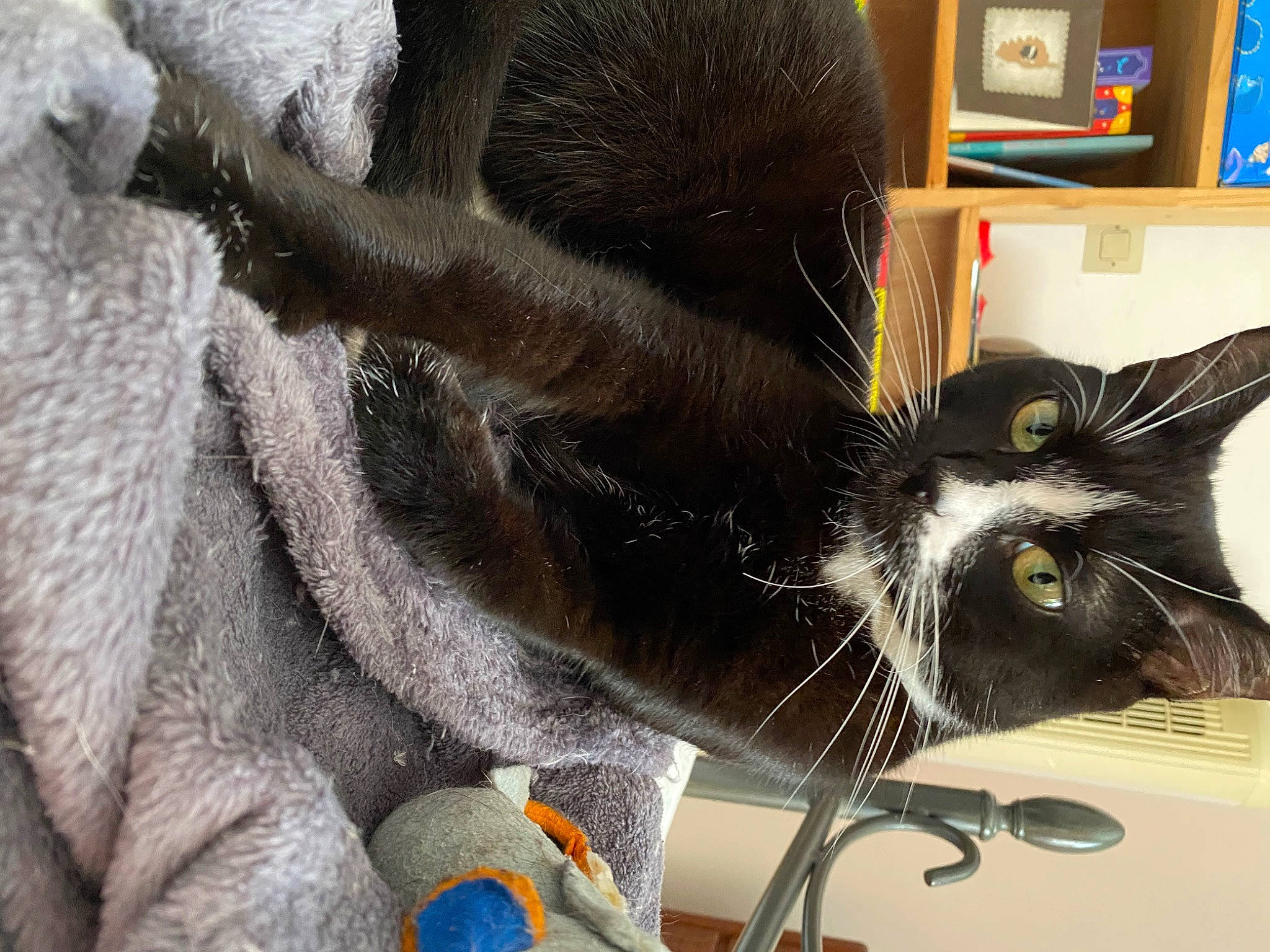 Oreo a rejoint le concours — aidez-le/la à gagner de superbes lots ! black_cat, bombay, carnivore, cat, claw, comfort, domestic_short_haired_cat, ear, felidae, fur, paw, picture_frame, shelf, small_to_medium_sized_cats, snout, tail, whiskers, window