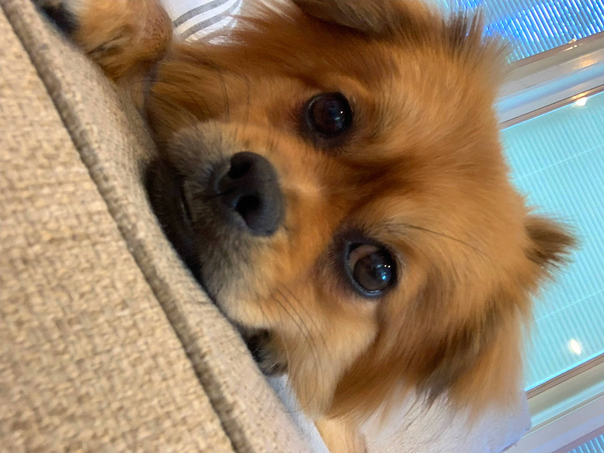 Bailey is registered to the contest to win money with this photo: canidae, carnivore, companion_dog, dog, dog_breed, dog_supply, ear, fawn, fur, german_spitz, hair, liver, snout, spitz, sporting_group, toy_dog, volpino_italiano, whiskers, wood, working_animal