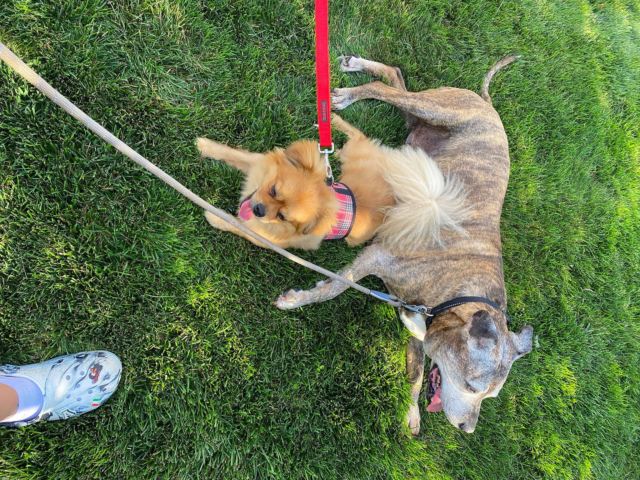 Bailey joined the competition — help win amazing prizes! carnivore, collar, companion_dog, dog, dog_breed, dog_collar, dog_supply, fashion_accessory, fawn, foot, goats, grass, lawn, leash, small_to_medium_sized_cats, snout, sporting_group, tail, walking_shoe, working_animal