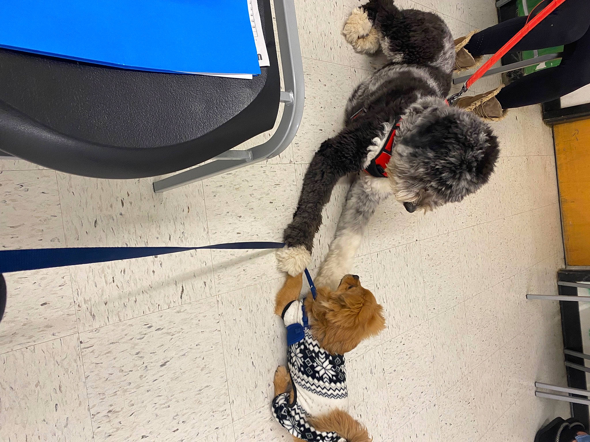 Bailey is registered to the contest to win money with this photo: auto_part, automotive_exterior, automotive_tire, bumper, canidae, concrete, dog_breed, electric_blue, fender, flooring, fun, fur, room, sporting_group, tail, tree, trunk, vehicle_door