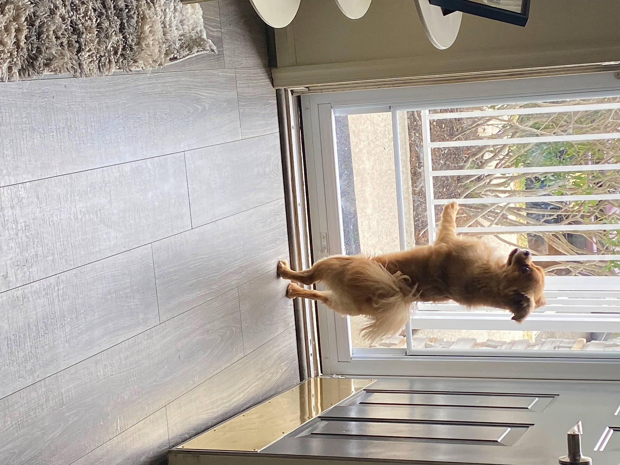 Bailey joined the competition — help win amazing prizes! canidae, daylighting, fawn, felidae, glass, hardwood, house, pet_supply, room, sash_window, shade, small_to_medium_sized_cats, sporting_group, tail, tints_and_shades, tree, whiskers, wildlife, window, wood