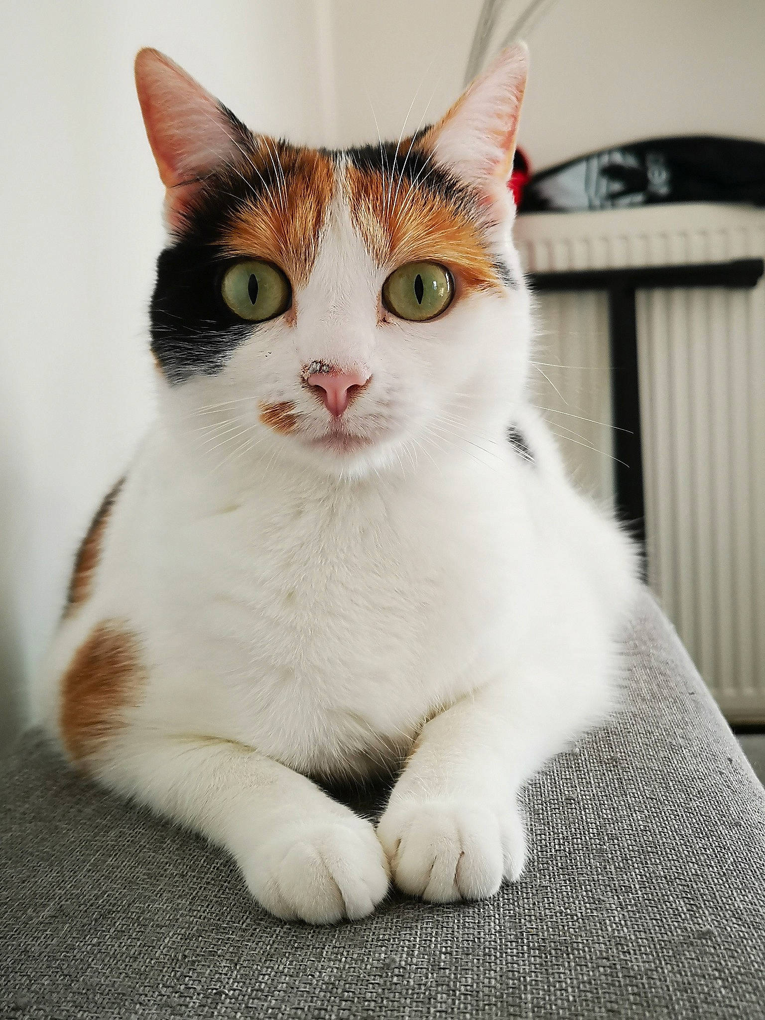 Mïa a rejoint le concours — aidez-le/la à gagner de superbes lots ! carnivore, cat, domestic_short_haired_cat, eye, felidae, foot, fur, head, paw, sitting, small_to_medium_sized_cats, snout, tail, terrestrial_animal, whiskers, window