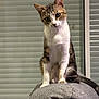 Cajou a rejoint le concours — aidez-le/la à gagner de superbes lots ! cat, tabby, white_paws, white_chest, curious, indoor, pet, animal, sitting, soft_surface, gray, texture, head_tilt, whiskers, ears, eyes, tail, cozy, window_blinds, domestic