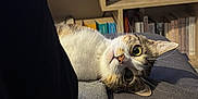 Cajou a rejoint le concours — aidez-le/la à gagner de superbes lots ! animal, blanket, books, bookshelf, cat, cozy, curious, eyes, fur, furniture, home, indoor, leg, person, pet, plant, relaxing, room, sitting, soft_light