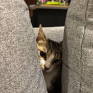 Cajou a rejoint le concours — aidez-le/la à gagner de superbes lots ! cat, curious, peeking, cushions, grey, indoor, home, furniture, soft, closeup, animal, pet, tabby, face, eyes, whiskers, cozy, background, kitchen, blurred