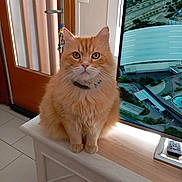 Romeo participe au concours pour gagner de l'argent avec cette photo : cat, orange_cat, fluffy, indoor, furniture, television, remote_control, door, keys, floor_tiles, pet, animal, closeup, sitting, looking_at_camera, domestic_cat, collar, home_interior, window_light, household