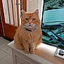 cat, orange_cat, fluffy, indoor, furniture, television, remote_control, door, keys, floor_tiles, pet, animal, closeup, sitting, looking_at_camera, domestic_cat, collar, home_interior, window_light, household