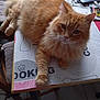 Romeo a rejoint le concours — aidez-le/la à gagner de superbes lots ! cat, orange_tabby, fluffy, table, remote_control, laptop, cable, cooking_mat, indoor, furniture, relaxed, pet, domestic_animal, whiskers, fur, curious, household, resting, close_up, cozy