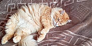 Romeo a rejoint le concours — aidez-le/la à gagner de superbes lots ! cat, orange_cat, fluffy, sleeping, bed, blanket, furniture, wood, indoor, cozy, relaxed, pet, animal, cute, resting, domestic, fur, comfort, headboard, pattern