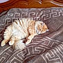 cat, orange_cat, fluffy, sleeping, bed, blanket, furniture, wood, indoor, cozy, relaxed, pet, animal, cute, resting, domestic, fur, comfort, headboard, pattern