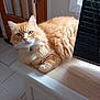 Romeo a rejoint le concours — aidez-le/la à gagner de superbes lots ! cat, orange_cat, fluffy, indoor, wooden_surface, door, keys, television, keyboard_reflection, curious, pet, feline, fur, closeup, animal, domestic, relaxed, looking_at_camera, comfortable, household