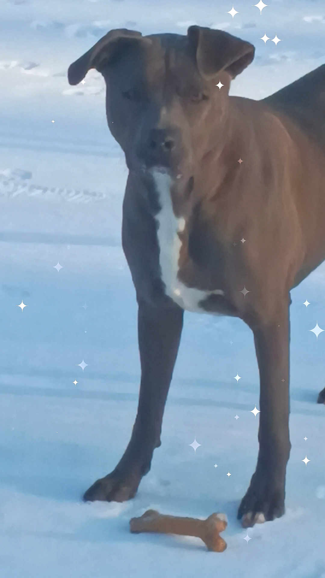 Maverick joined the competition — help win amazing prizes! bone, brown_dog, canine, companion, dog, ears, footprint, frozen_ground, fur, muzzle, outdoor, paw, pet, portrait, snow, sparkle_overlay, standing, toy, white_chest, winter