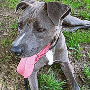 Maverick is registered to the contest to win money with this photo: backyard, brick_wall, chew_toy, close_up, dirt, dog, floppy_ears, grass, gray_coat, leash, outdoor, panting, paws, pitbull, playful, portrait, shredded_toy, tongue_out, white_chest, wooden_fence