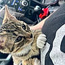 cat, tabby_cat, pet, animal, feline, white_paws, whiskers, ears, fur, close_up, portrait, car, vehicle, dashboard, seat, passenger, lap, indoor, relaxed, road_trip
