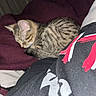 Nami is registered to the contest to win money with this photo: cat, kitten, sleeping, tabby, striped_fur, animal, pet, cozy, blanket, bed, indoors, resting, curled_up, closed_eyes, whiskers, ears, tail, clothing, fabric, flash_photography