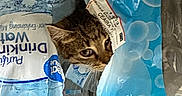 Nami is registered to the contest to win money with this photo: cat, kitten, tabby, animal, pet, feline, peeking, curious, eyes, whiskers, fur, striped, plastic_bags, bottled_water, packaging, indoors, clutter, portrait, close_up, funny