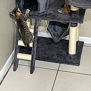 Nami joined the competition — help win amazing prizes! cat, kitten, tabby, animal, pet, climbing, cat_tree, scratching_post, indoor, home, furniture, playful, curious, striped_fur, whiskers, ears, tail, platform, rope, tile_floor