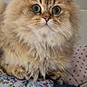 animal, cat, close_up, couch, cushion, cute, ears, floral_fabric, fluffy, fur, golden, green_eyes, indoors, long_hair, pet, polka_dot, portrait, sitting, tabby, whiskers