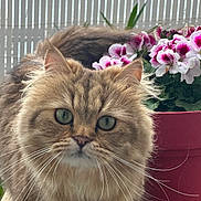 Tessy is registered to the contest to win money with this photo: cat, fluffy, green_eyes, whiskers, flower_pot, pink_flowers, indoor, pet, feline, curious, close_up, fur, domestic_animal, plant, pot, portrait, eyes, tabby, cute