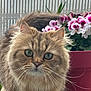 cat, fluffy, green_eyes, whiskers, flower_pot, pink_flowers, indoor, pet, feline, curious, close_up, fur, domestic_animal, plant, pot, portrait, eyes, tabby, cute