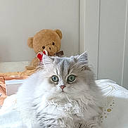 Anaïs a rejoint le concours — aidez-le/la à gagner de superbes lots ! animal, bed, cat, cozy, cute, domestic, eyes, feline, fluffy, fur, indoor, pet, pillow, relaxing, resting, silver_gray, soft, stuffed_animal, teddy_bear, whiskers