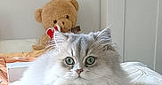 Anaïs a rejoint le concours — aidez-le/la à gagner de superbes lots ! animal, bed, cat, cozy, cute, domestic, eyes, feline, fluffy, fur, indoor, pet, pillow, relaxing, resting, silver_gray, soft, stuffed_animal, teddy_bear, whiskers