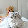 animal, bed, cat, cozy, cute, domestic, eyes, feline, fluffy, fur, indoor, pet, pillow, relaxing, resting, silver_gray, soft, stuffed_animal, teddy_bear, whiskers