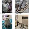 Anaïs participe au concours pour gagner de l'argent avec cette photo : animal, bathroom, bed, blanket, cat, close_up, collage, fluffy_cat, french_text, furniture, gray_cat, indoors, long_hair, persian_cat, pet, portrait, scratching_post, sitting, tile_floor, weighing_scale