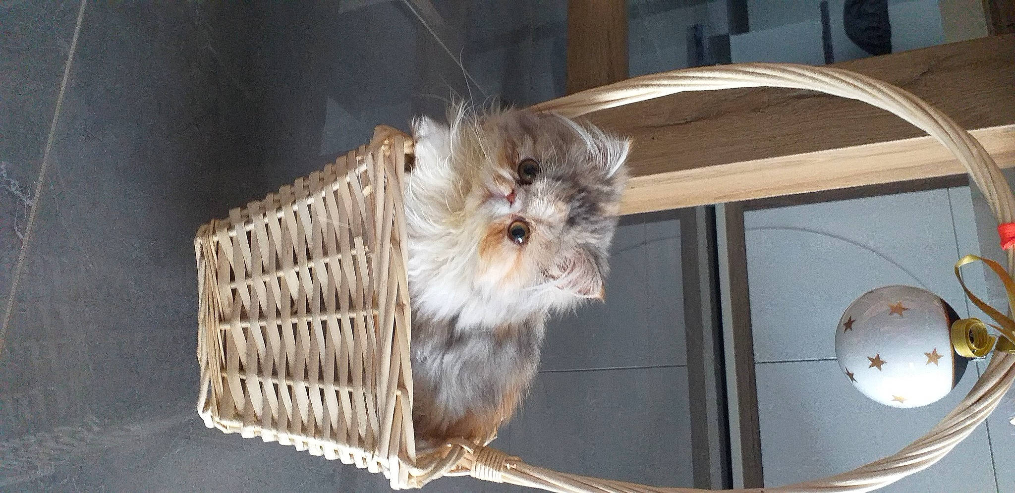 Uriana a rejoint le concours — aidez-le/la à gagner de superbes lots ! animal_shelter, cage, canidae, carnivore, companion_dog, dog_breed, fawn, felidae, fur, metal, pet_supply, puppy, small_terrier, small_to_medium_sized_cats, snout, sporting_group, toy_dog, whiskers, wood, working_animal