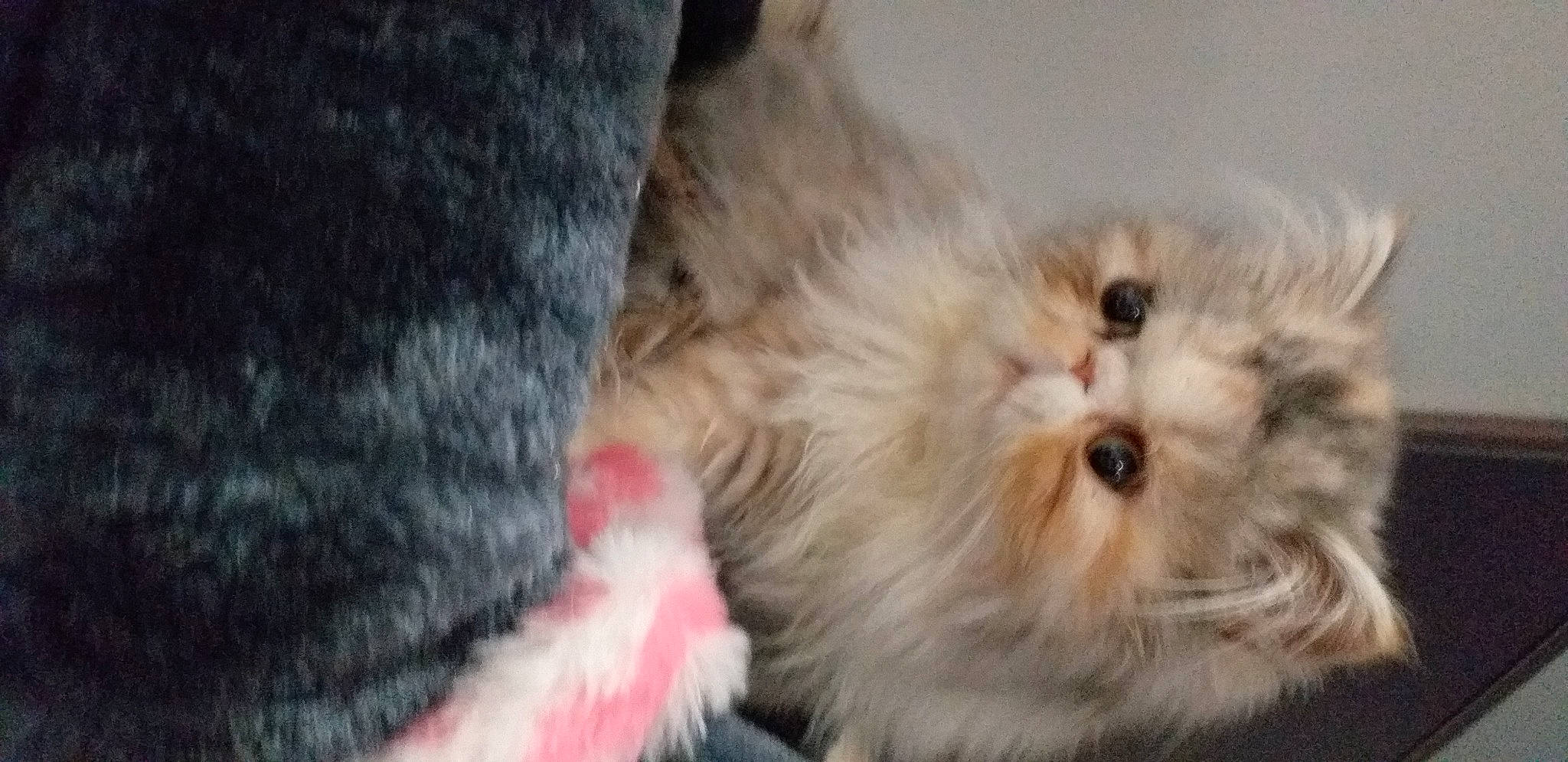 Uriana participe au concours pour gagner de l'argent avec cette photo : carnivore, cat, claw, comfort, companion_dog, dog_breed, fawn, felidae, fruit, fur, natural_material, paw, persian, plant, small_to_medium_sized_cats, snout, terrestrial_animal, vegetable, whiskers