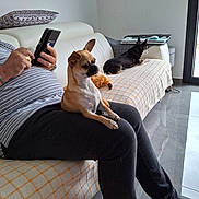 Vita a rejoint le concours — aidez-le/la à gagner de superbes lots ! black_dog, blanket, couch, dog, floor, home, jeans, lap, living_room, person, pillow, relaxing, ring, sitting, striped_shirt, tablet, tan_dog, toy, watch, window