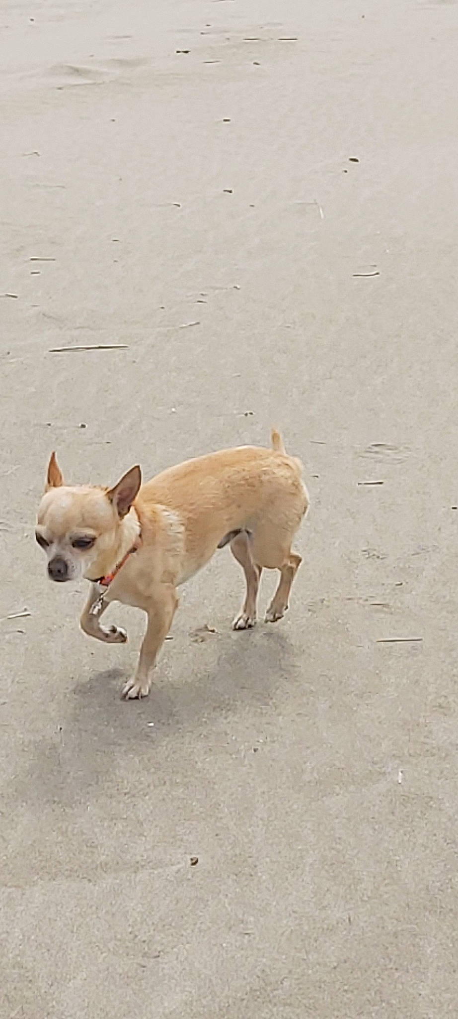 Moustic a rejoint le concours — aidez-le/la à gagner de superbes lots ! canidae, carnivore, chihuahua, companion_dog, dog, dog_breed, fawn, mammal, snout, sporting_group, tail, toy_dog, vertebrate