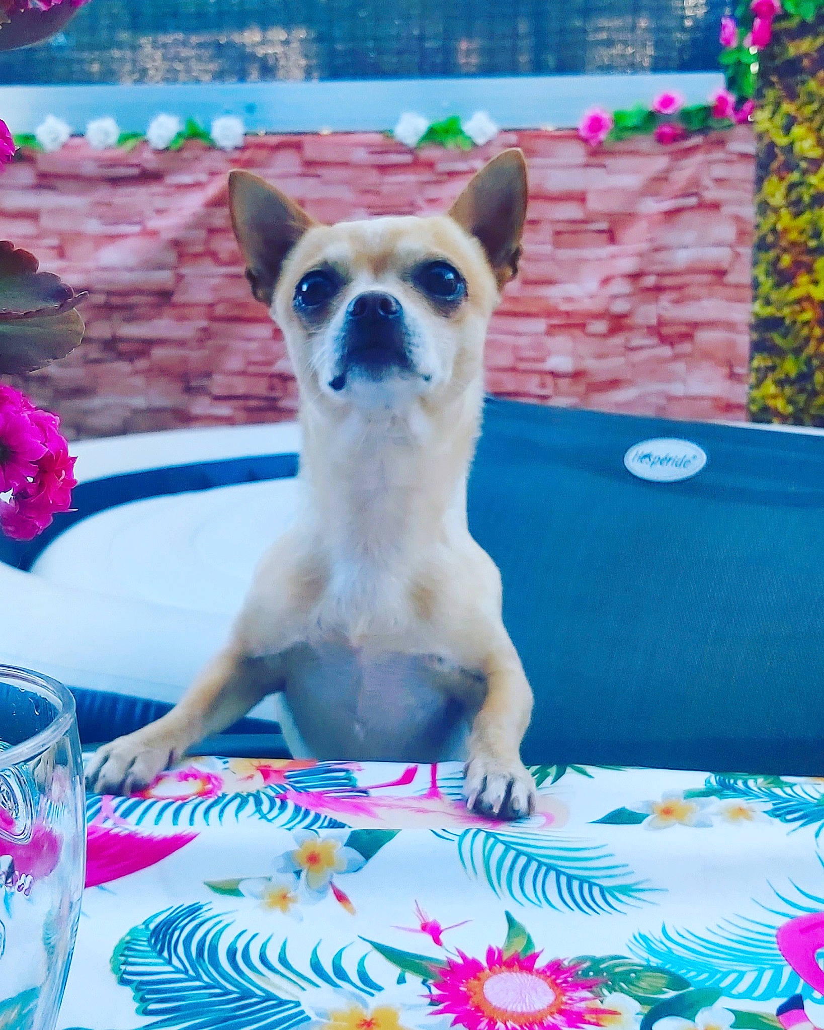 Moustic a rejoint le concours — aidez-le/la à gagner de superbes lots ! canidae, carnivore, chihuahua, companion_dog, dog, dog_breed, fawn, french_bulldog, mammal, non_sporting_group, puppy, toy_dog, vertebrate