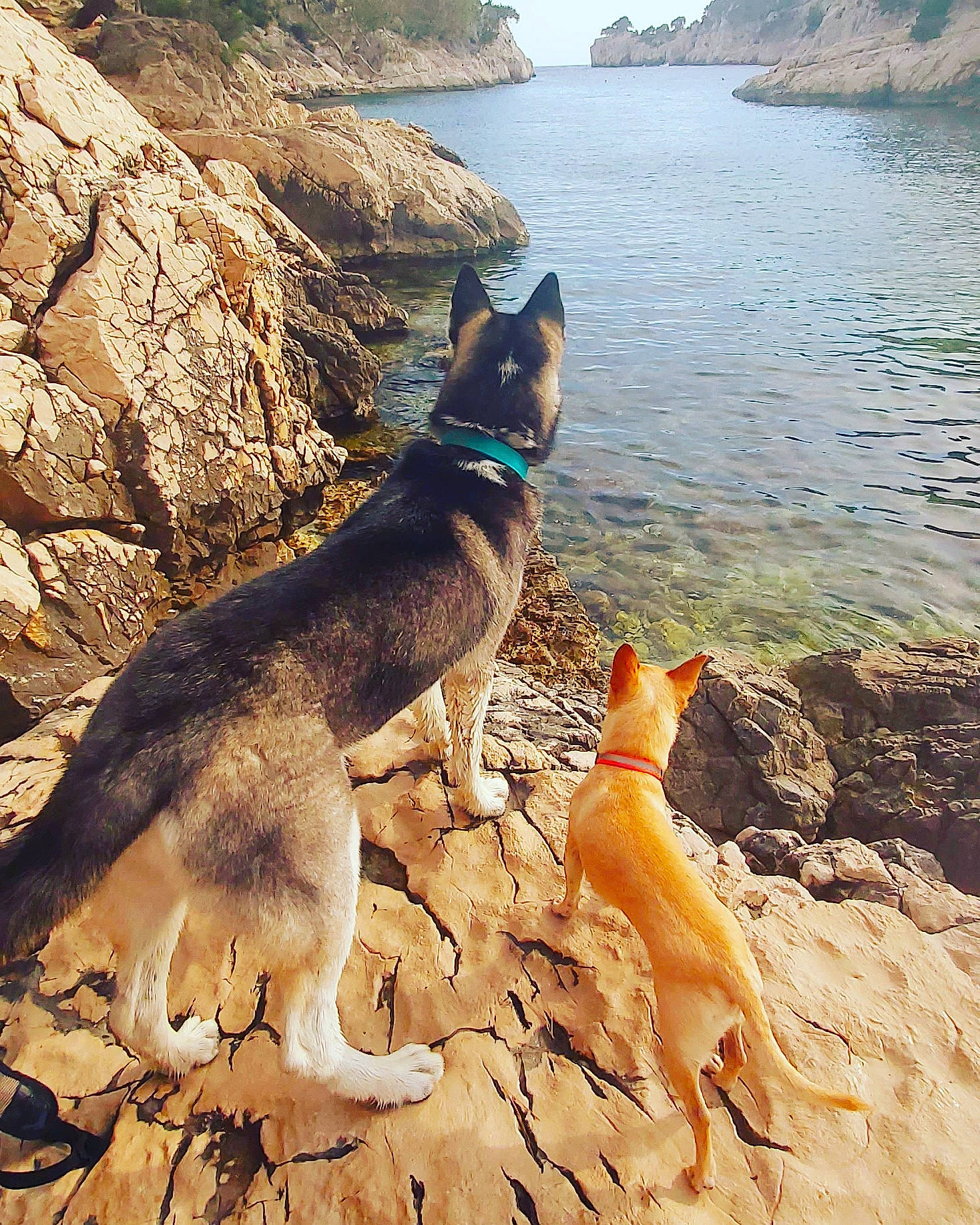 Moustic a rejoint le concours — aidez-le/la à gagner de superbes lots ! adventure, beach, belgian_shepherd_malinois, canidae, carnivore, coast, dog, dog_breed, dog_hiking, dog_walking, east_european_shepherd, german_shepherd_dog, kunming_wolfdog, mountain, rock, summer, tail, vacation, walking, working_dog