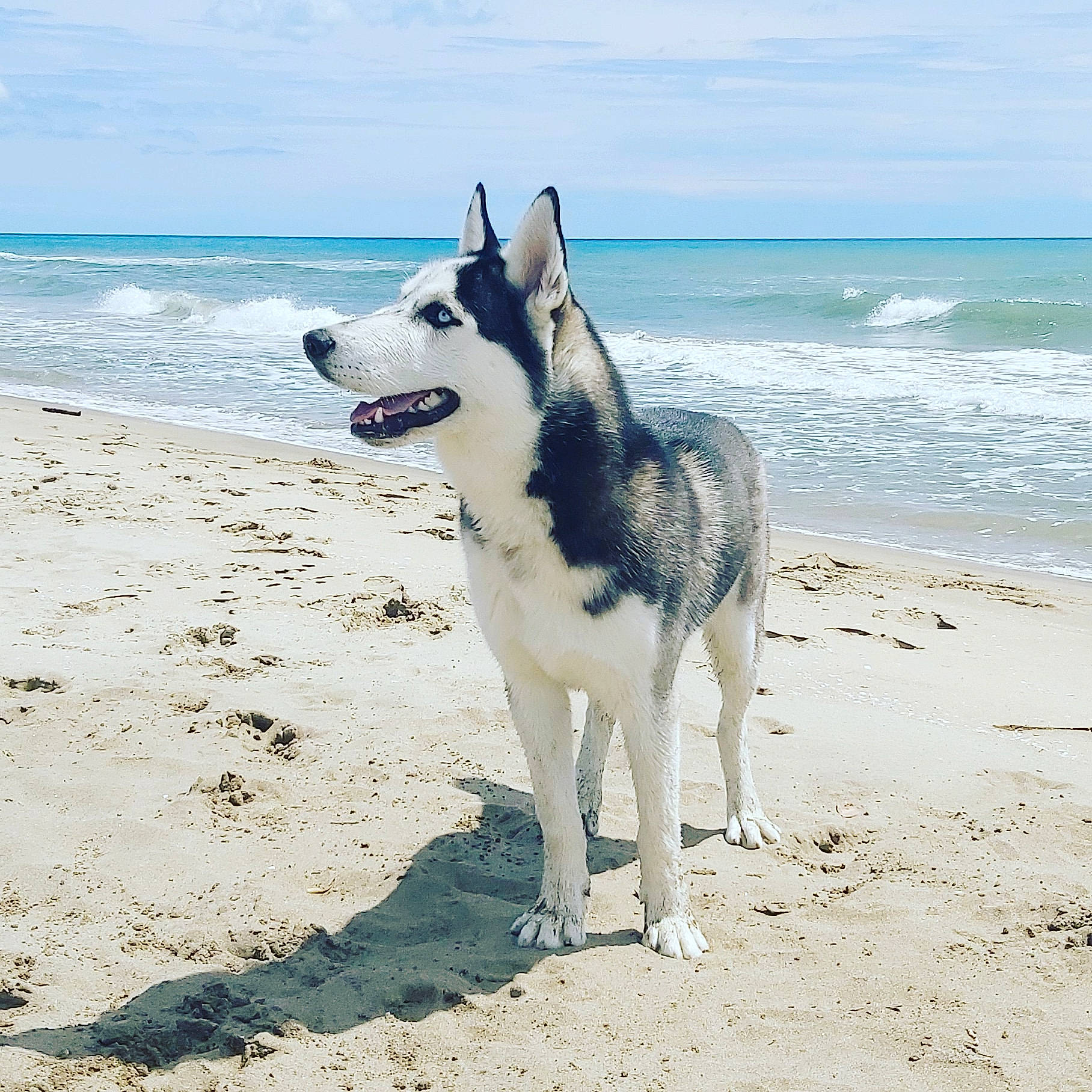 Sky a rejoint le concours — aidez-le/la à gagner de superbes lots ! alaskan_malamute, beach, canadian_eskimo_dog, canidae, carnivore, dog, dog_breed, east_siberian_laika, greenland_dog, mammal, native_american_indian_dog, northern_inuit_dog, ocean, sakhalin_husky, seppala_siberian_sleddog, siberian_husky, sled_dog, tamaskan_dog, vertebrate, wolfdog