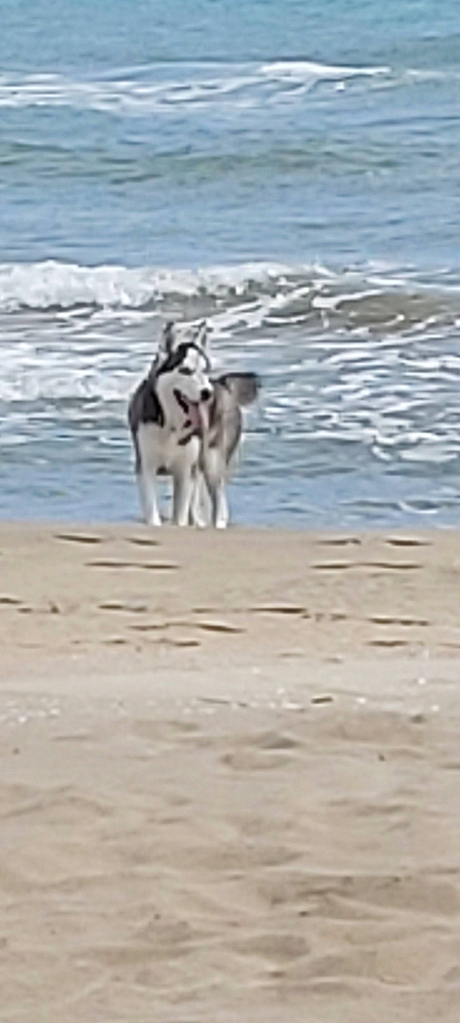 Sky a rejoint le concours — aidez-le/la à gagner de superbes lots ! alaskan_klee_kai, alaskan_malamute, canadian_eskimo_dog, canidae, canis, carnivore, dog, dog_breed, east_siberian_laika, greenland_dog, mammal, northern_inuit_dog, saluki, siberian_husky, sled_dog, sporting_group, vertebrate, whippet, wolfdog, working_dog