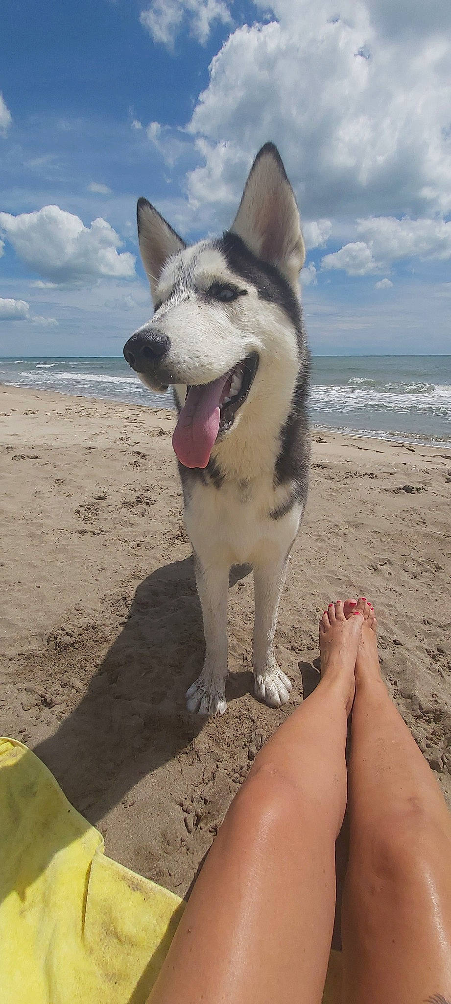 Sky participe au concours pour gagner de l'argent avec cette photo : canadian_eskimo_dog, canidae, carnivore, carolina_dog, czechoslovakian_wolfdog, dog, dog_breed, east_siberian_laika, greenland_dog, kunming_wolfdog, mammal, native_american_indian_dog, northern_inuit_dog, rare_breed_dog, saarloos_wolfdog, seppala_siberian_sleddog, siberian_husky, tamaskan_dog, vertebrate, wolfdog