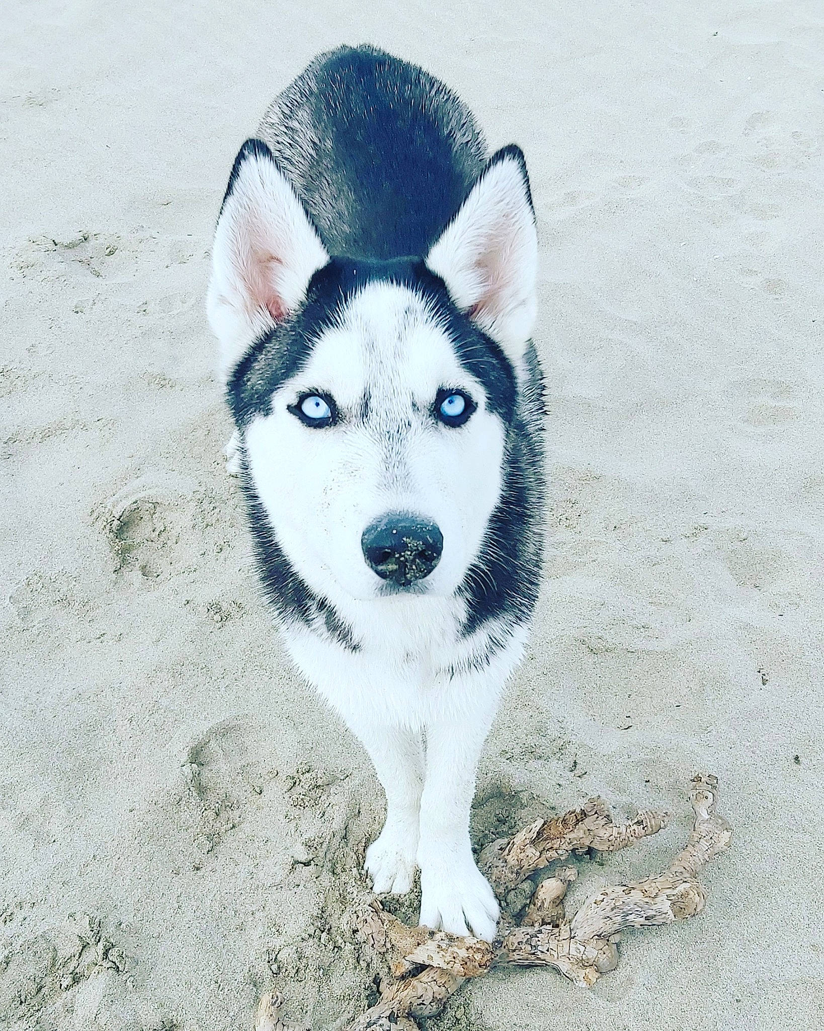 Sky a rejoint le concours — aidez-le/la à gagner de superbes lots ! alaskan_malamute, canadian_eskimo_dog, canidae, carnivore, dog, dog_breed, eye, greenland_dog, mammal, native_american_indian_dog, northern_inuit_dog, sakhalin_husky, seppala_siberian_sleddog, siberian_husky, sled_dog, snout, tamaskan_dog, vertebrate, white, wolfdog