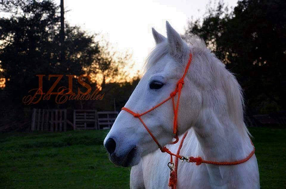 Izis a rejoint le concours — aidez-le/la à gagner de superbes lots ! bridle, fictional_character, halter, horse, horse_supplies, horse_tack, livestock, mammal, mane, mare, sky, snout, stallion, stock_photography, vertebrate, white