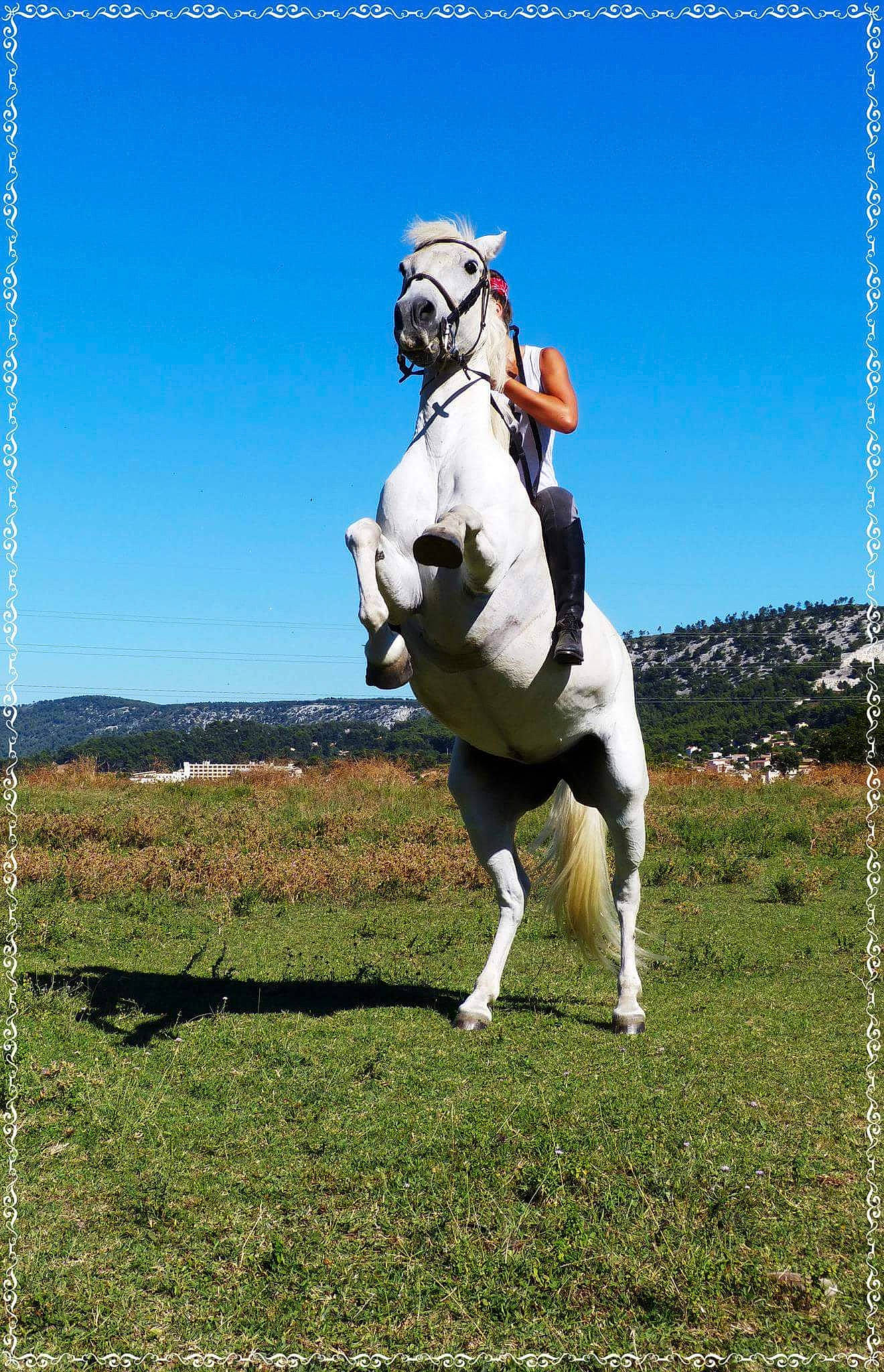 Izis a rejoint le concours — aidez-le/la à gagner de superbes lots ! bridle, horse, pack_animal, photography, recreation, rein, stallion