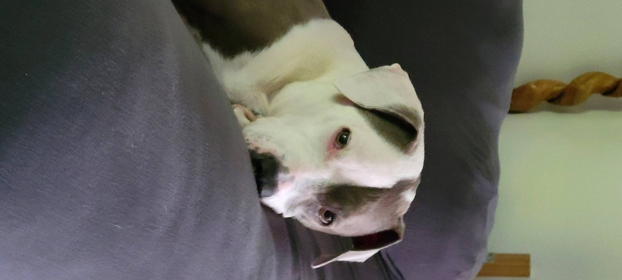 Princess is registered to the contest to win money with this photo: bull_terrier, canidae, carnivore, collar, comfort, companion_dog, dog, dog_breed, fawn, fur, guard_dog, non_sporting_group, paw, snout, sporting_group, terrestrial_animal, terrier, whiskers, working_animal