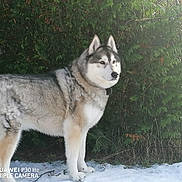 Malko a rejoint le concours — aidez-le/la à gagner de superbes lots ! dog, siberian_husky, snow, winter, outdoors, evergreen_trees, forest, standing, fluffy, fur, gray_and_white, blue_eyes, pointed_ears, curled_tail, collar, canine, pet, nature, portrait, camera_watermark