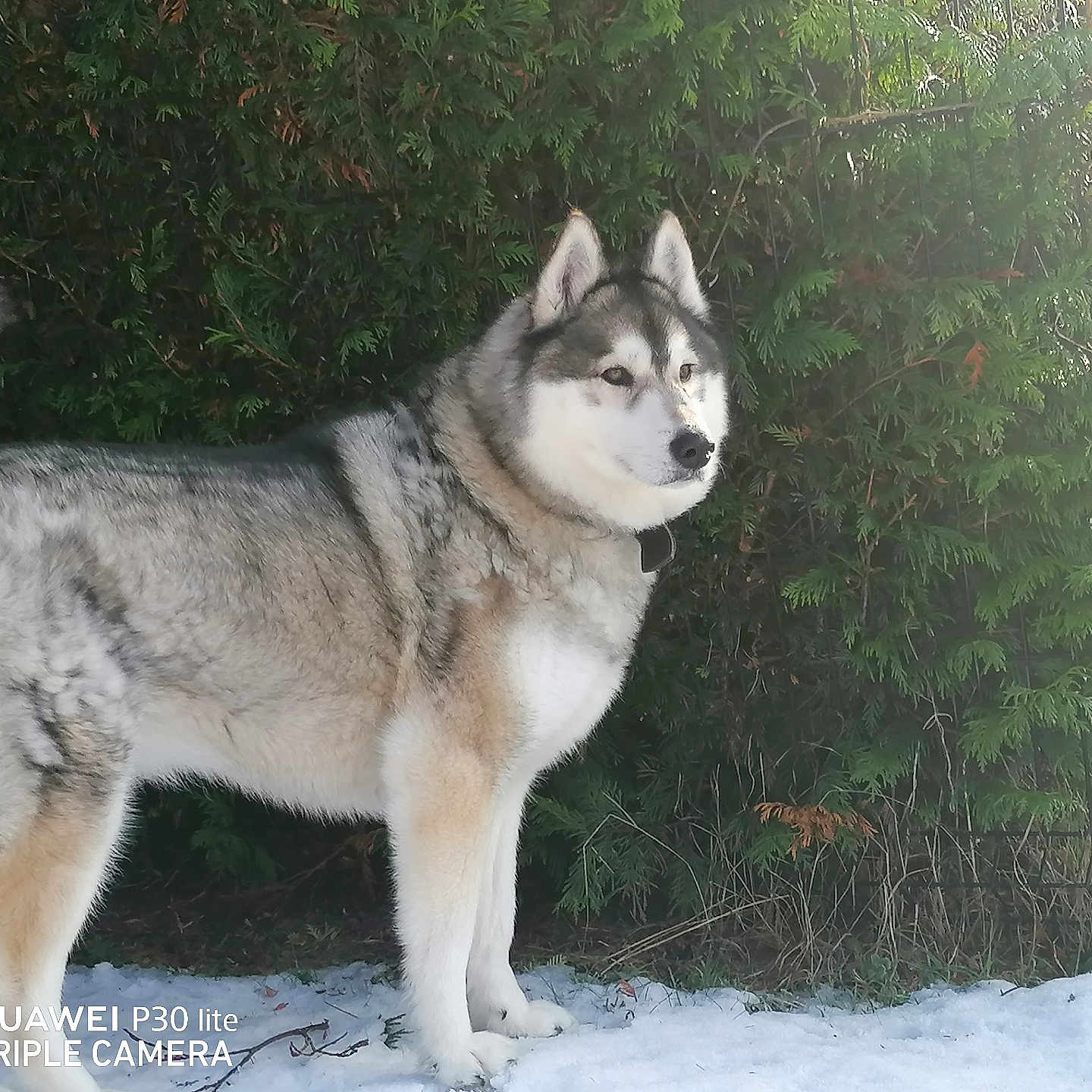 Malko a rejoint le concours — aidez-le/la à gagner de superbes lots ! dog, siberian_husky, snow, winter, outdoors, evergreen_trees, forest, standing, fluffy, fur, gray_and_white, blue_eyes, pointed_ears, curled_tail, collar, canine, pet, nature, portrait, camera_watermark
