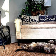 Peanut joined the competition — help win amazing prizes! cat, tabby_cat, carpet, loveseat, pillows, decor, lamp, plant, basket, sunlight, indoor, cozy, relaxation, furniture, home, wall, patterned, gray_cat, pet, resting