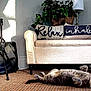 cat, tabby_cat, carpet, loveseat, pillows, decor, lamp, plant, basket, sunlight, indoor, cozy, relaxation, furniture, home, wall, patterned, gray_cat, pet, resting