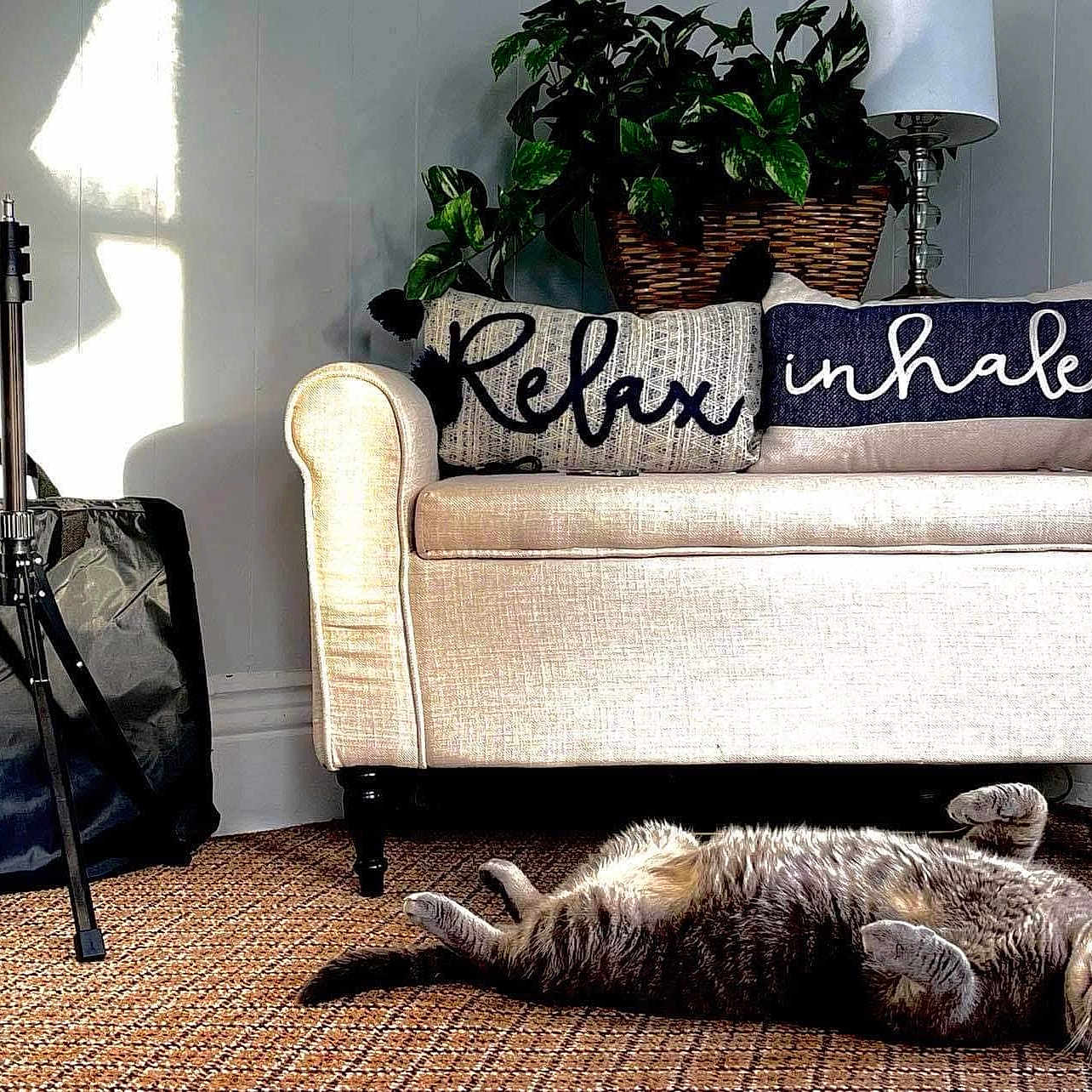 Peanut joined the competition — help win amazing prizes! basket, carpet, cat, cozy, decor, furniture, gray_cat, home, indoor, lamp, loveseat, patterned, pet, pillows, plant, relaxation, resting, sunlight, tabby_cat, wall