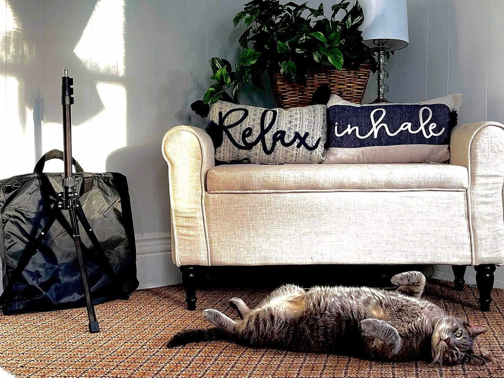 Peanut joined the competition — help win amazing prizes! cat, tabby_cat, carpet, loveseat, pillows, decor, lamp, plant, basket, sunlight, indoor, cozy, relaxation, furniture, home, wall, patterned, gray_cat, pet, resting