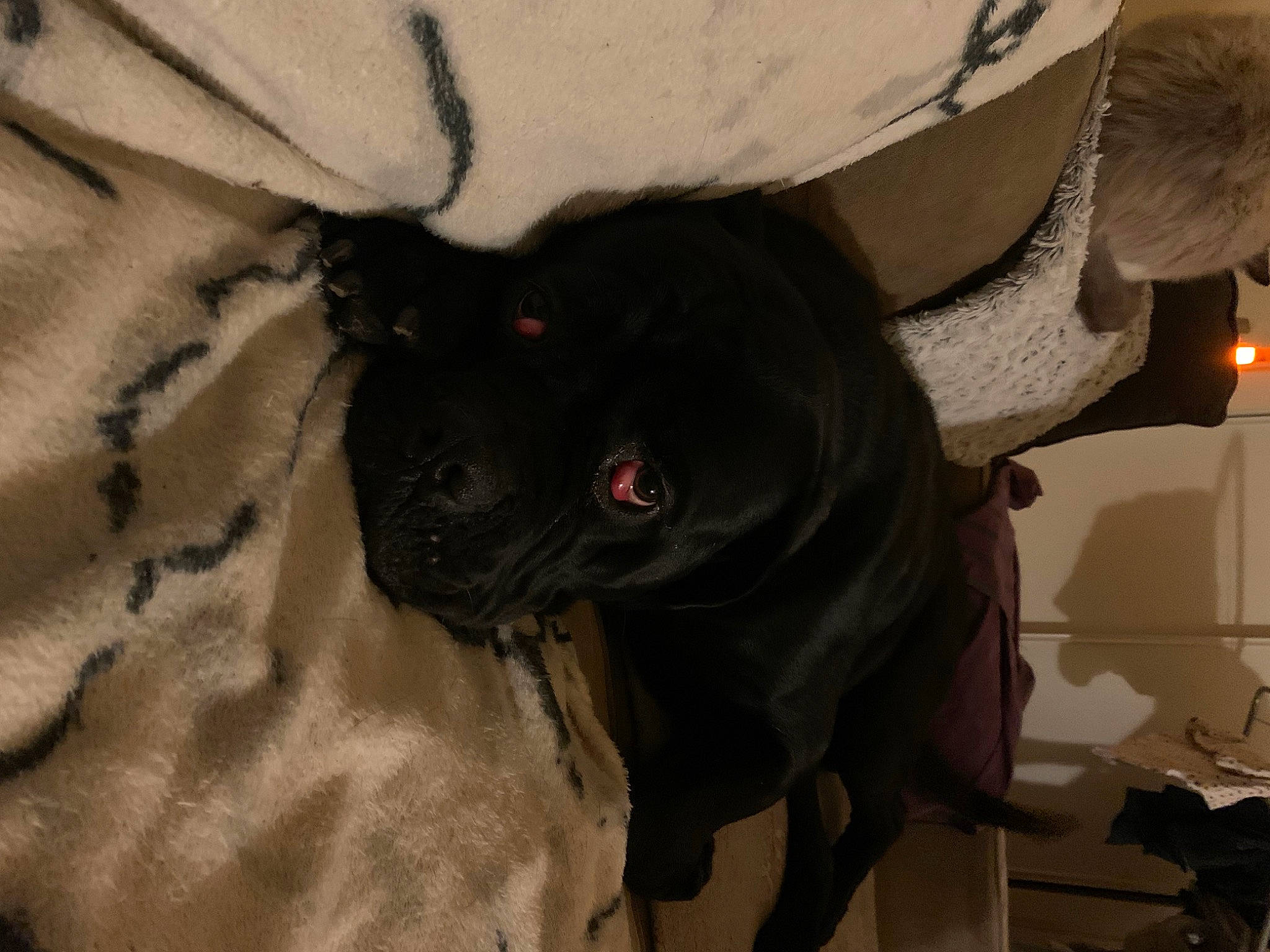 Ghost participe au concours pour gagner de l'argent avec cette photo : borador, canidae, carnivore, comfort, companion_dog, dog, dog_breed, fawn, fur, grey, helmet, lamp, liver, pug, snout, sporting_group, terrestrial_animal, toy_dog, whiskers, working_animal